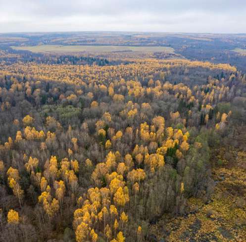 Осенний лес
